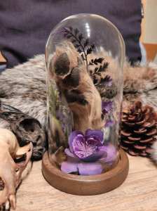 Patte sous un dôme - Création Taxidermie Adri Hyène