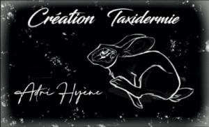 Création Taxidermie Adri Hyène