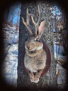 Jackalope - Création Taxidermie Adri Hyène