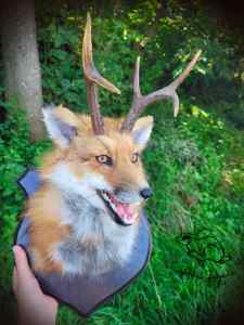 Renard avec des bois - Création Taxidermie Adri Hyène