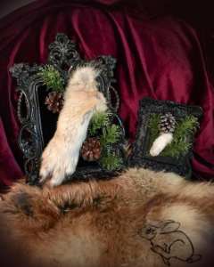 Cadre avec patte - Création Taxidermie Adri Hyène