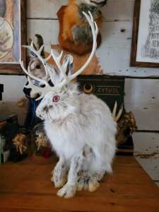 Jackalope complet - Création Taxidermie Adri Hyène